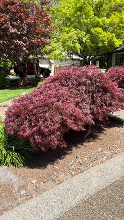 Japanese maple