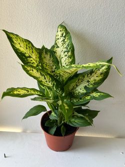 Dieffenbachia Variegated