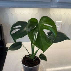 Monstera Deliciosa