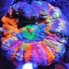 Reefthangs