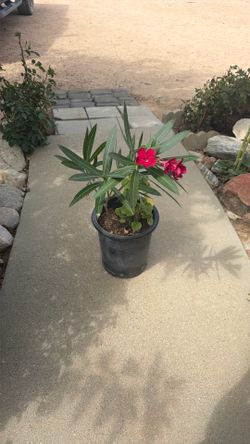 Red Oleander