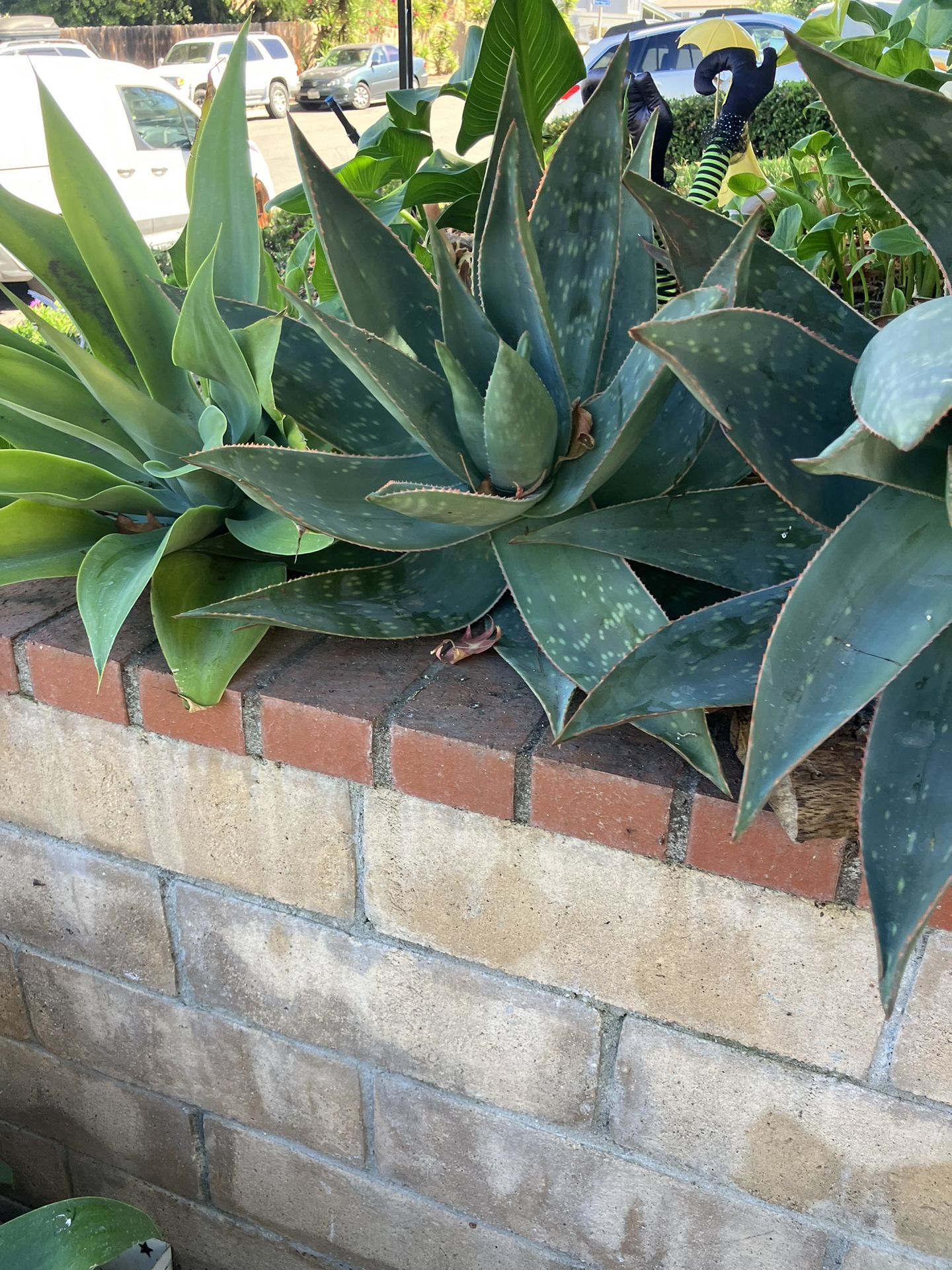 Plants AGAVE Plants Must Sell