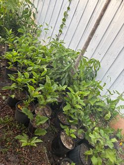 Passion fruit plant