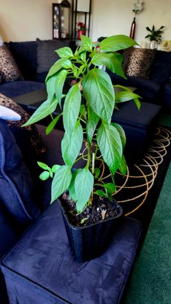 Chiles y alcachofas a $5 cada una5