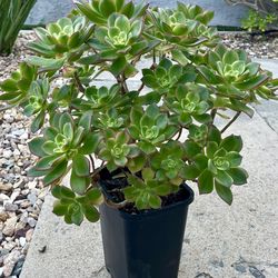 Aeonium Kiwi.