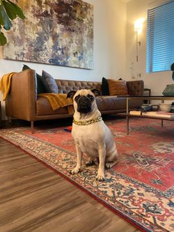 CB2 Seville Buffalo Leather Sofa - $75