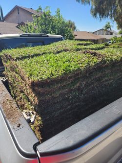 St Augustine Sod