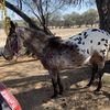 Horacio