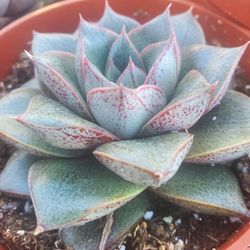Echeveria 