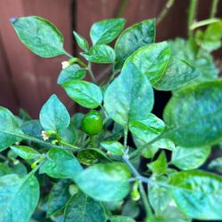 Chiltepin 