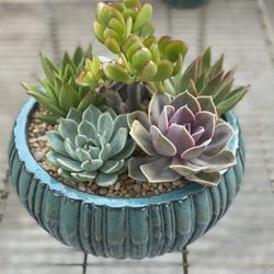 Succulent Plants and Arrangements In Covina
