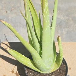 Aloe Vera Plants