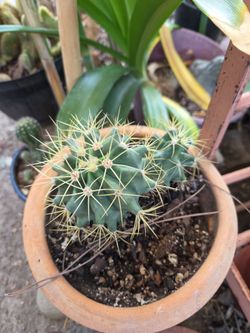 Csctus