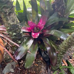 Beautiful Bromeliads 