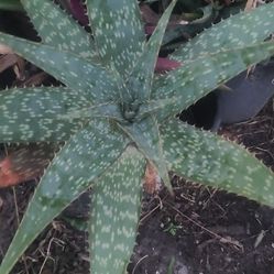 Plants 