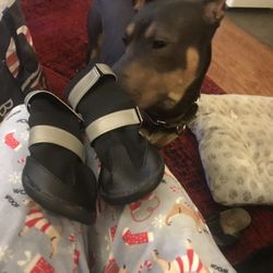 Doggie Boots, XL. Never Used. Petco (originally  30)
