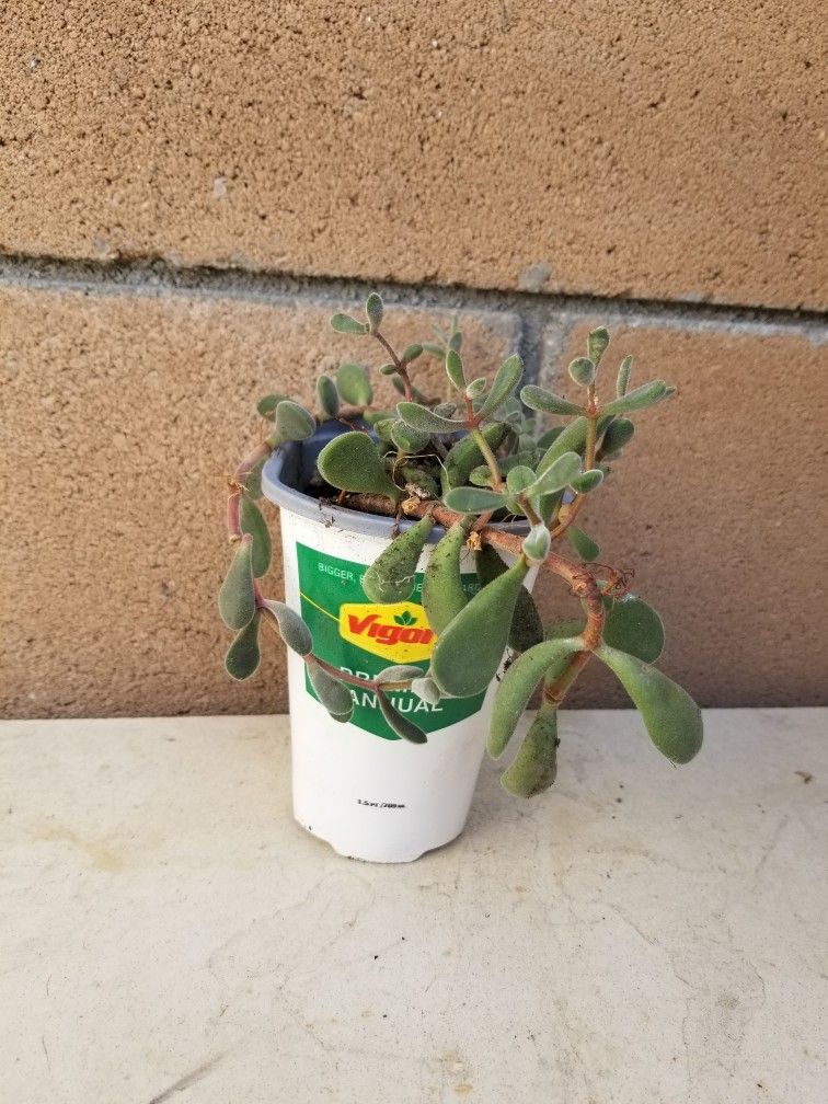 Potted Plant