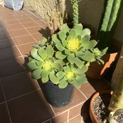 Kiwi Succulent 
