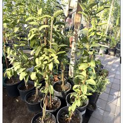 Pink Guava Trees 4F And 3 1/2 The Tall $45 And $40 Each Price Firm 