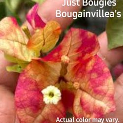 Bougainvillea Cuttings  Vibrant Colors And Verities Available. 