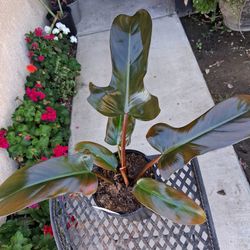 Philodendron Florida BRONZE Plant $28