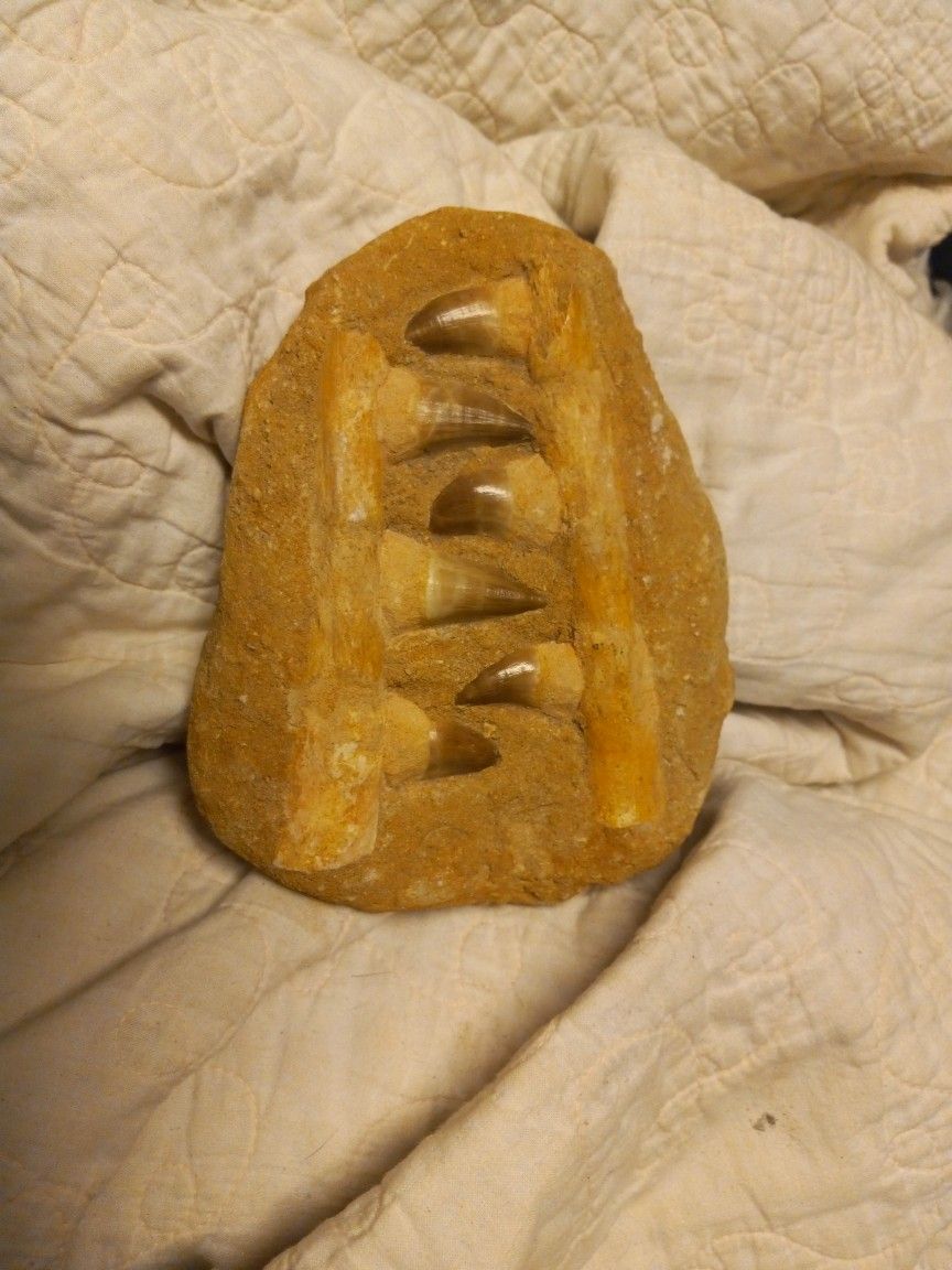 Mosaurus Dinosaur Teeth And Jaw Bone