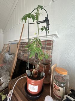 Tomato Plant 