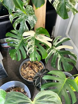 Monstera Albo