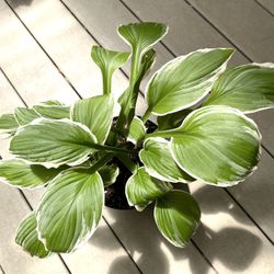 Hostas Beautiful Perennial Plants.