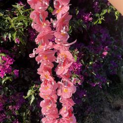 Custom Graduation Lei’s