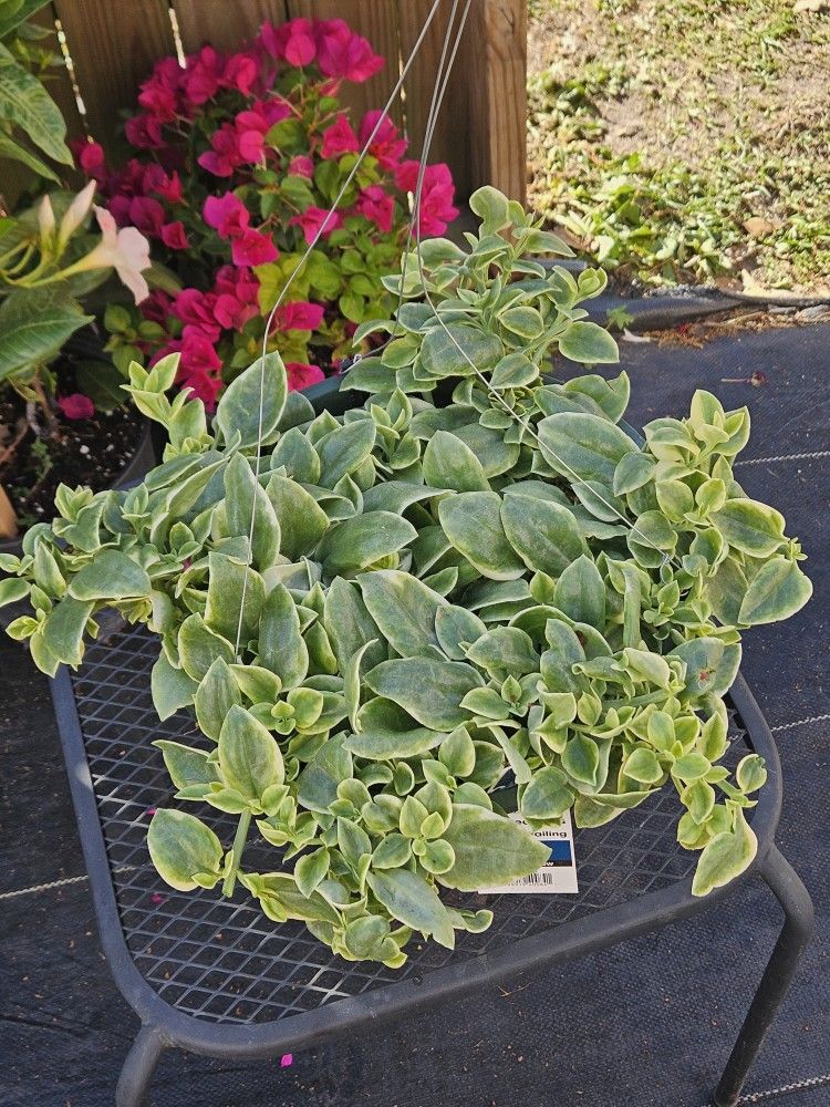 Dorotheanthus - Mezoo Trailing Redv Live Plants