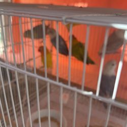 Jaulas De Venta 