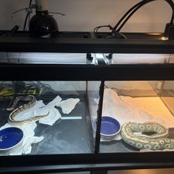 Reptile Tank