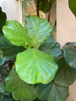 Fiddle Leaf Ficus (14’+) ONE