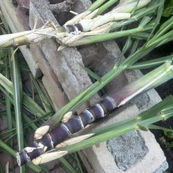 Sugar Cane Plant For Sale $5 For 2