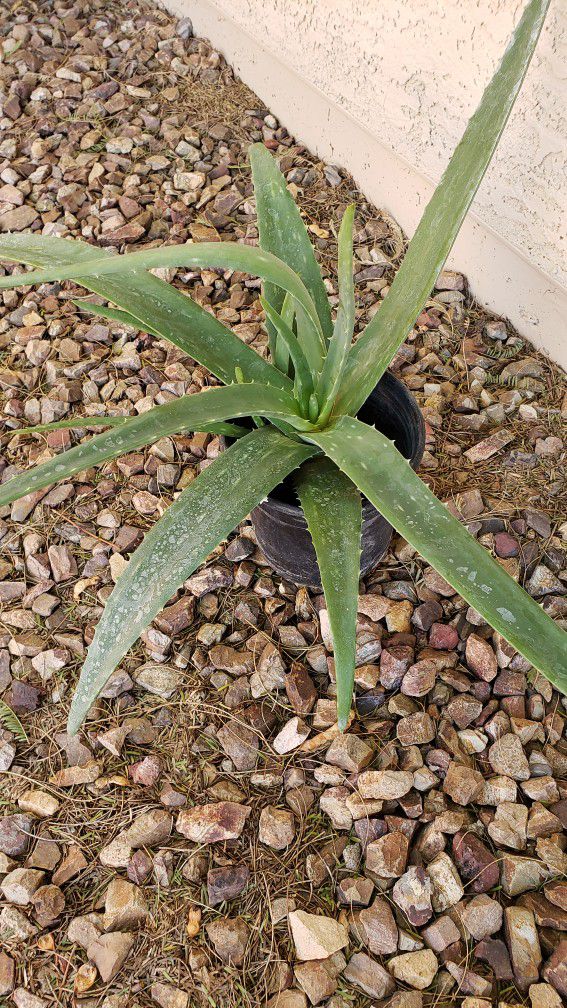 Aloe Vera /Desert/Succulent Plant