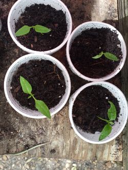 Sweet peppers long $1