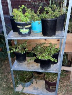 Spotlighting our nice selection of plants