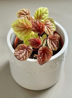 Gorgeous Hard to Find Quito Peperomia