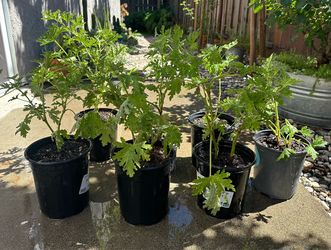 Citronella Plants-$10 each