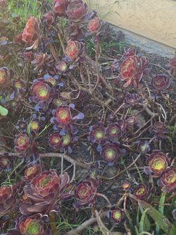 Free succulent pieces