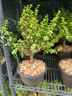 Bonsái Jade in 8” pot. SPECIAL PRICE 🤩