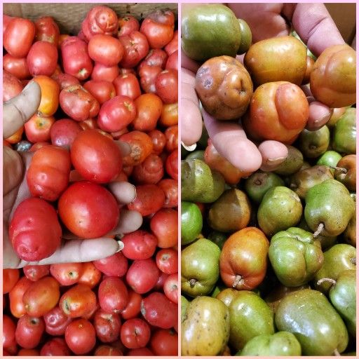 Ciruelas $10 Libra 8⃣1⃣3⃣-4⃣0⃣9⃣-9⃣7⃣2⃣5⃣