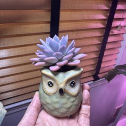 Succulent In Mini Owl Pot