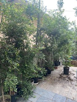 Scrub Cherry Plant