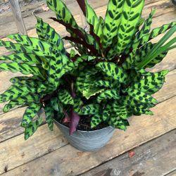 Ginger Plant with Very Unique Leaf Pattern. 