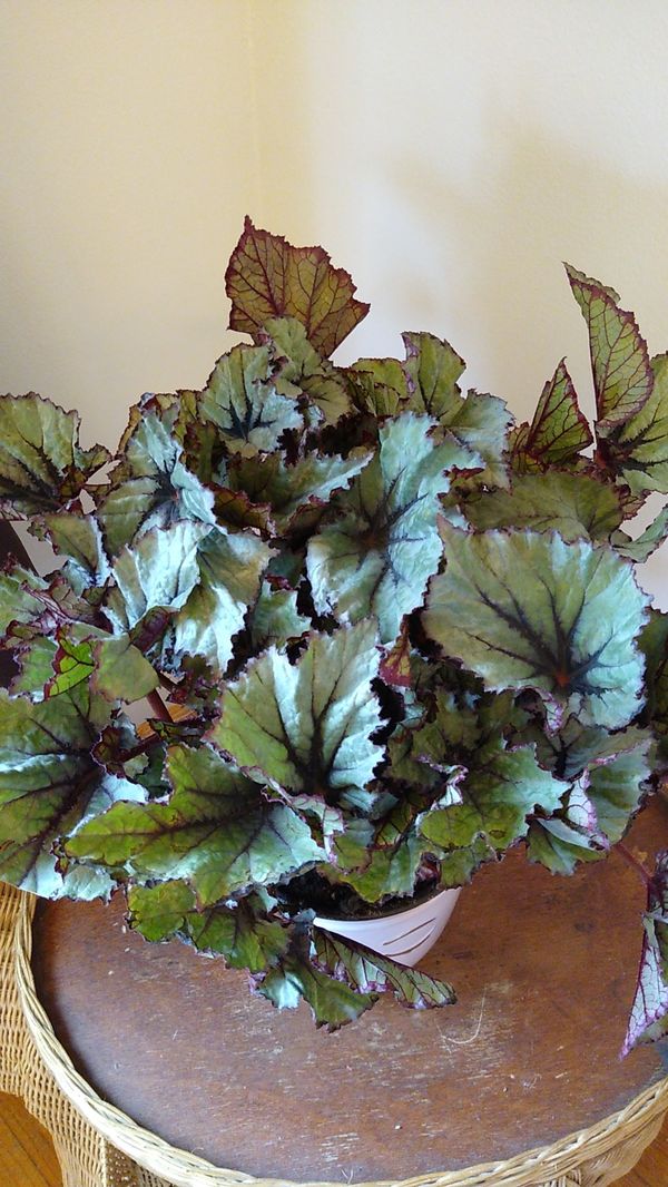Rex Begonia Plant in Nursery Pot for Sale in Everett, WA