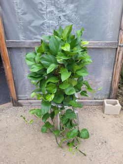 Pothos Plant 10" Nursery Pot