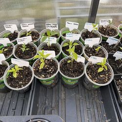 Vegetable Starts For Sale!