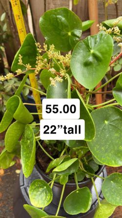 Pilea Chinese money tree